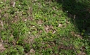 IMGP7030-1024.jpg