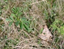 IMGP7117-1024.jpg