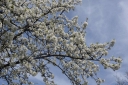 IMGP7130-1024.jpg