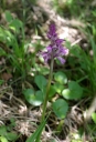 IMGP7241-1024.jpg