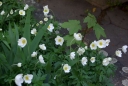 IMGP7393-1024.jpg