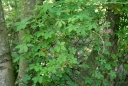IMGP7400-1024.jpg