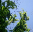 IMGP7401-1024.jpg