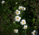 IMGP7410-1024.jpg