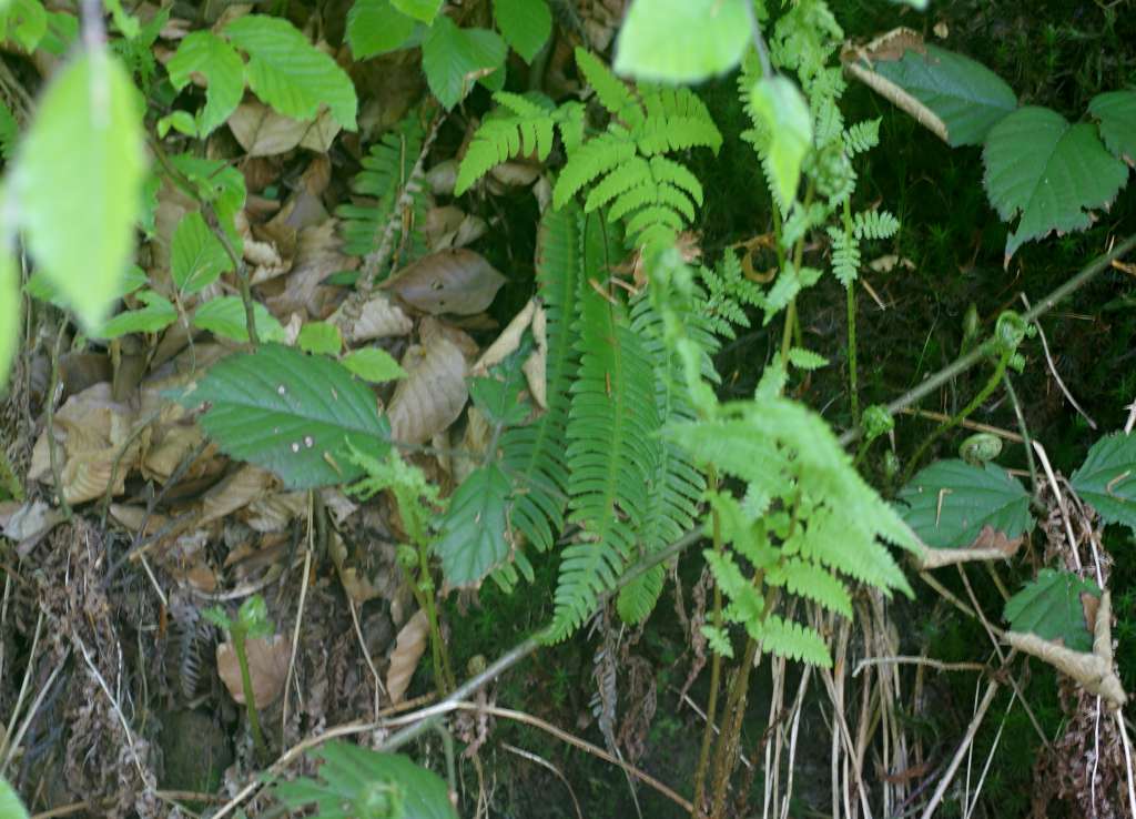 IMGP7525-1024.jpg