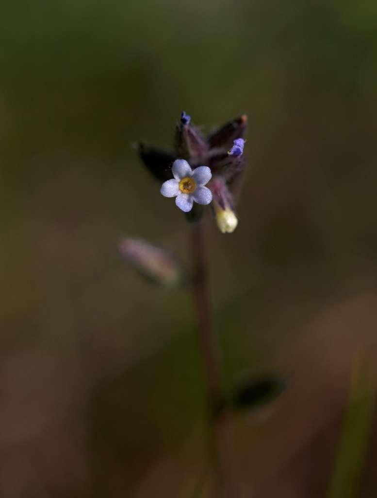 IMGP7613-1024.jpg