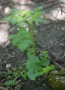 IMGP7489-1024.jpg