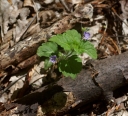 IMGP7515-1024.jpg