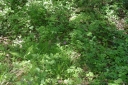 IMGP7541-1024.jpg