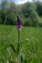 IMGP7545-1024.jpg