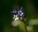 IMGP7577-1024.jpg