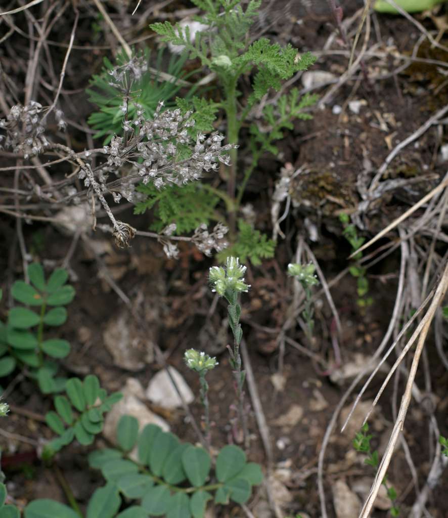 IMGP7672-1024.jpg