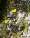 IMGP7634-1024.jpg