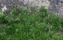 IMGP7667-1024.jpg