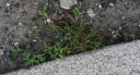 IMGP7678-1024.jpg