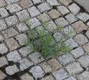 IMGP7770-1024.jpg