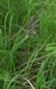 IMGP7806-1024.jpg