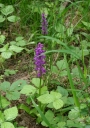 IMGP7858-1024.jpg