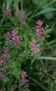 IMGP7905-1024.jpg