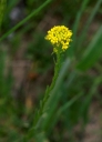 IMGP7924-1024.jpg