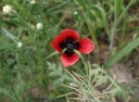 IMGP7926-1024.jpg