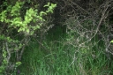 IMGP7940-1024.jpg