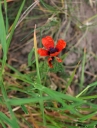 IMGP7943-1024.jpg