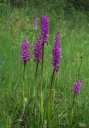 IMGP7970-1024.jpg