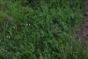 IMGP7974-1024.jpg