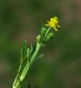 IMGP7982-1024.jpg