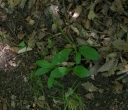 IMGP8003-1024.jpg