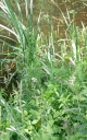 IMGP8521-1024.jpg