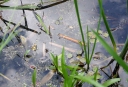 IMGP8525-1024.jpg