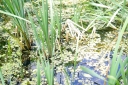 IMGP8542-1024.jpg
