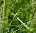 IMGP9409-1024.jpg