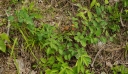 IMGP8910-1024.jpg