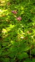 IMGP8938-1024.jpg