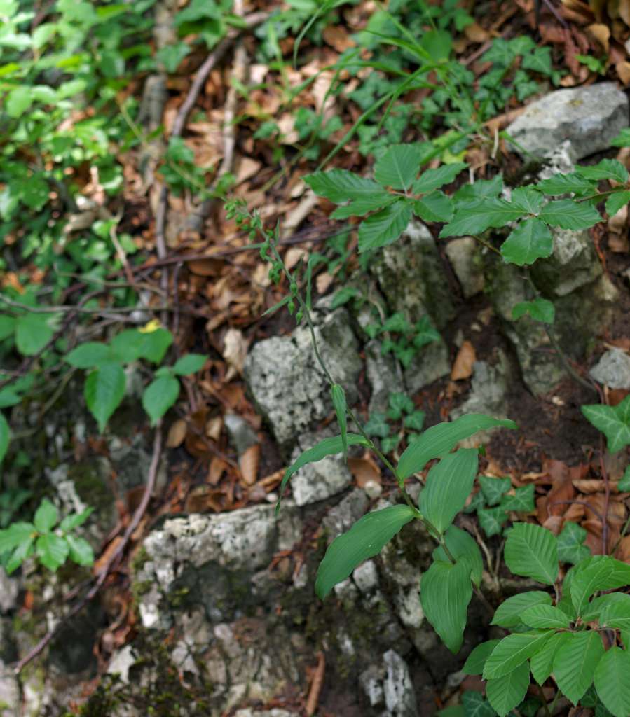 IMGP0849-1024.jpg