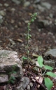 IMGP0799-1024.jpg