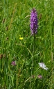 IMGP9608-1024.jpg