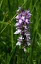 IMGP9610-1024.jpg