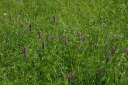 IMGP9617-1024.jpg