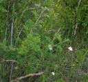 IMGP9672-1024.jpg