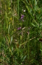 IMGP9743-1024.jpg