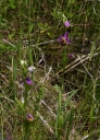 IMGP9768-1024.jpg