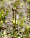 IMGP9803-1024.jpg