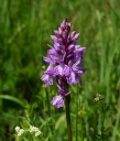 IMGP9879-1024.jpg