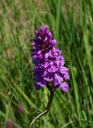IMGP9890-1024.jpg