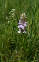 IMGP9924-1024.jpg