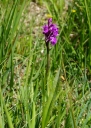 IMGP9949-1024.jpg